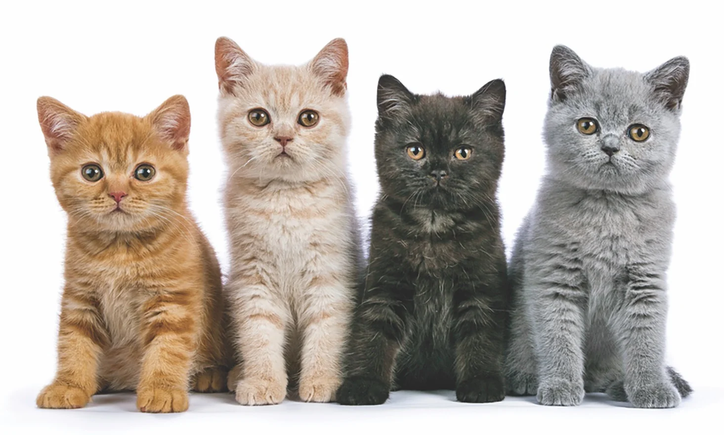 🐾Most common cat coat colors