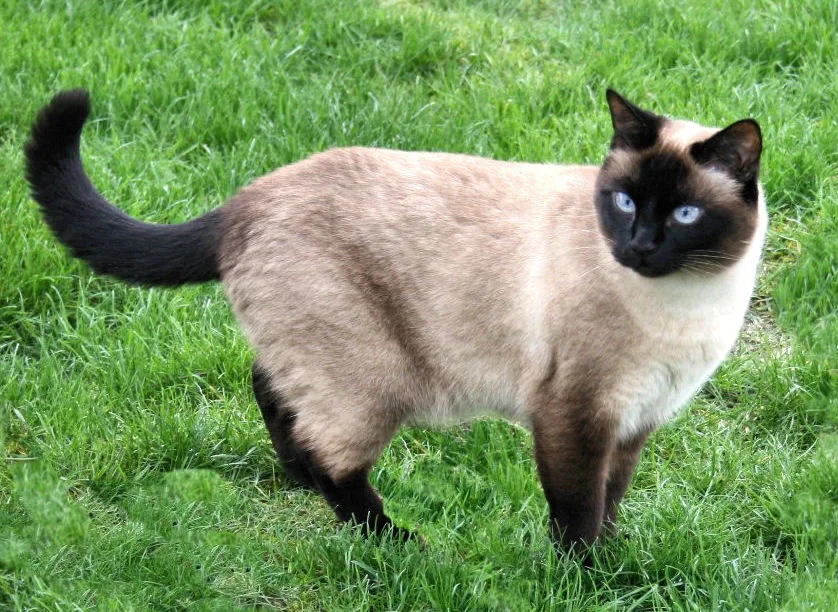 Siamese Point