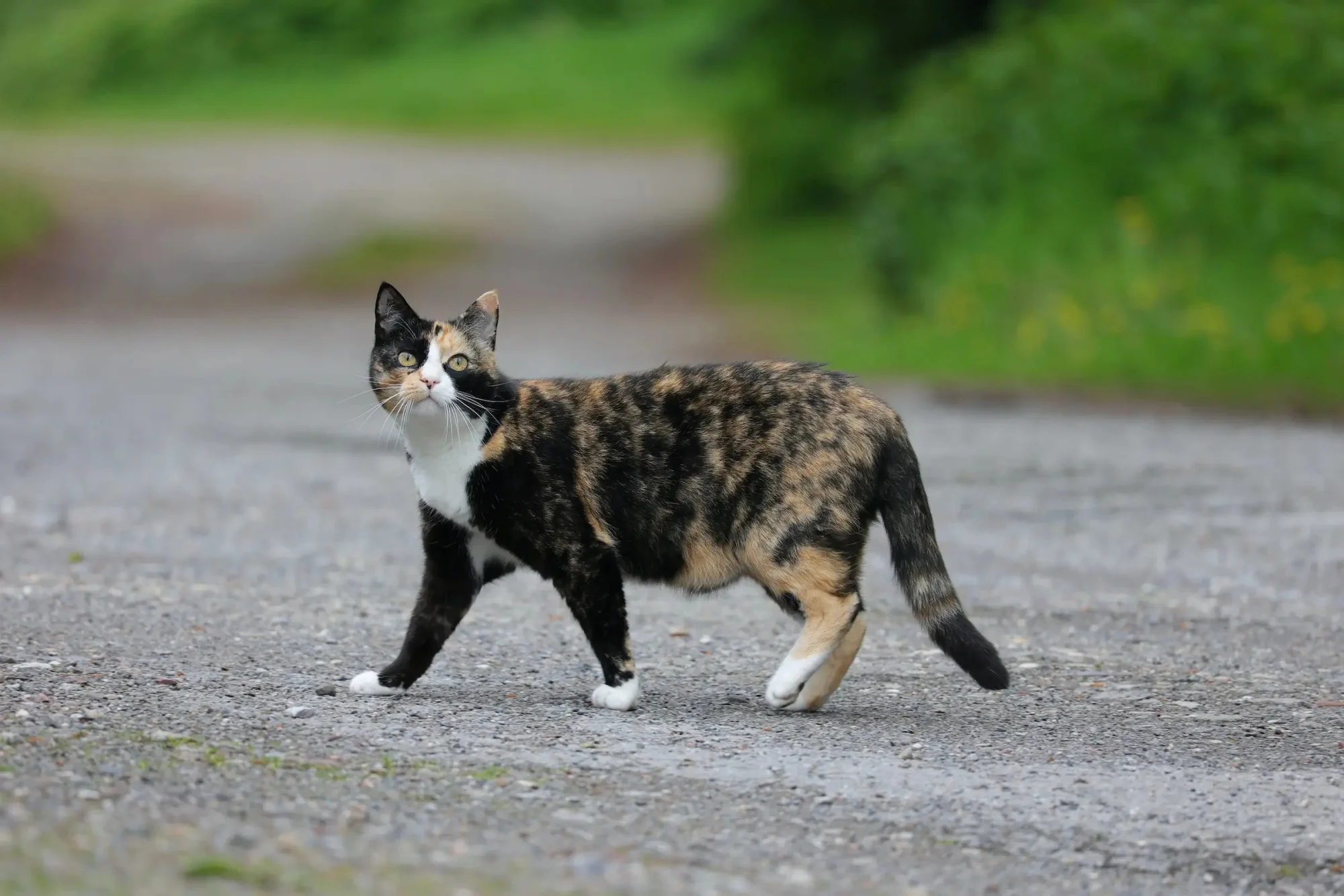 Tortoiseshell