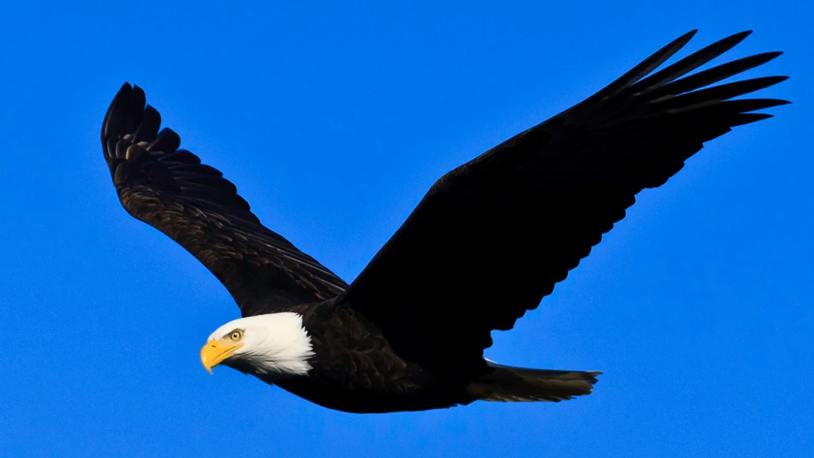 Eagle