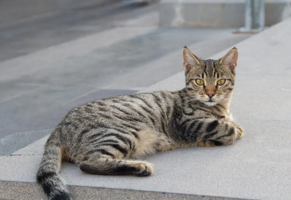 Tabby
