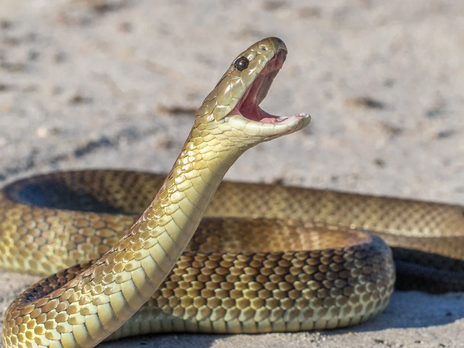 Snake