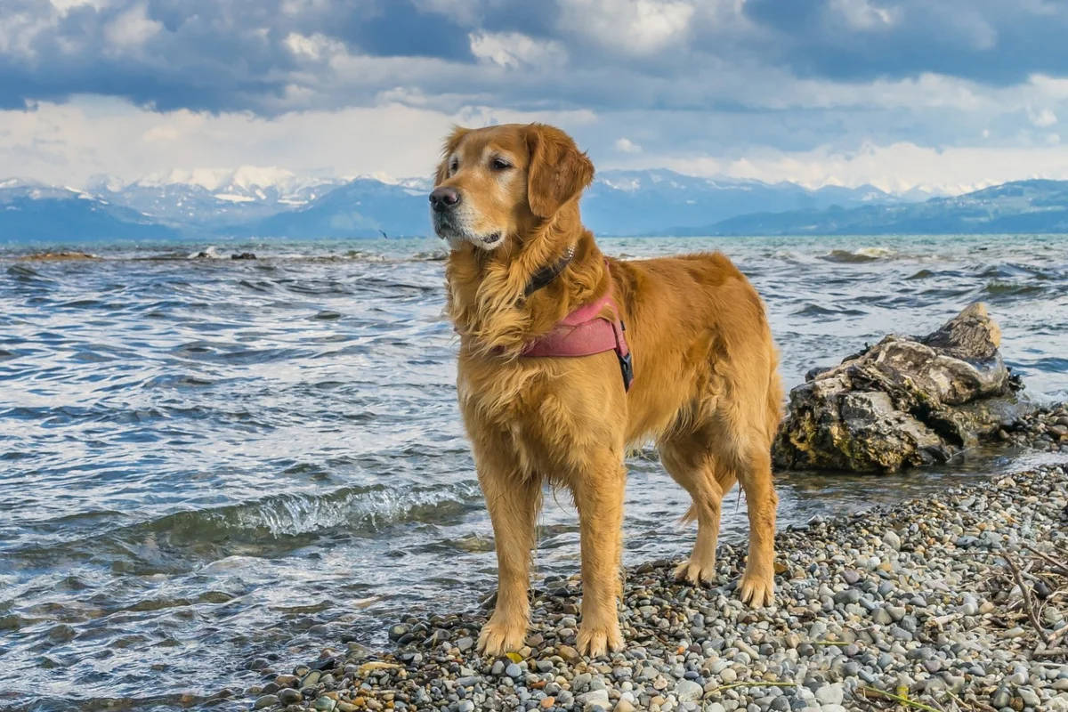 Golden Retriever