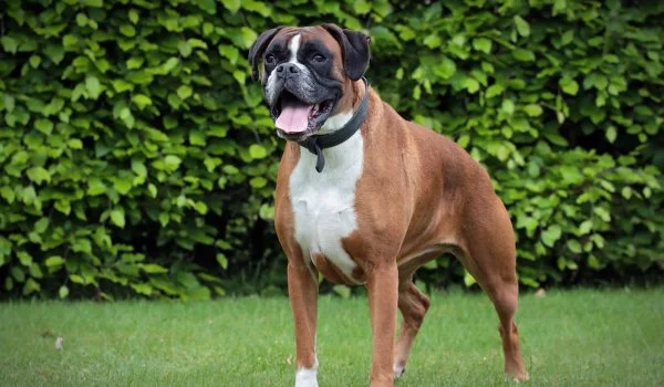 Boxer